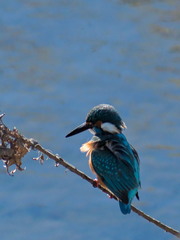 Alcedo atthis