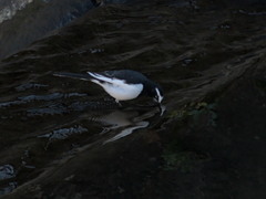 Motacilla grandis