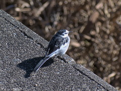 Motacilla alba