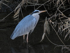 Ardea cinerea