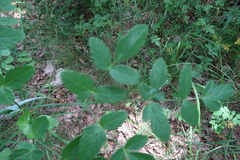 Laserpitium nestleri