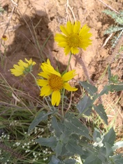 Verbesina encelioides