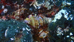 Monoplex pilearis