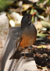 Kurrichane Thrush photo 3