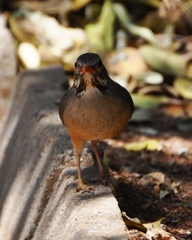 Kurrichane Thrush photo 4