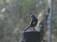 Phoenicurus auroreus