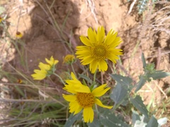 Verbesina encelioides