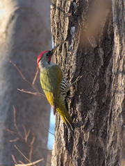 Picus awokera
