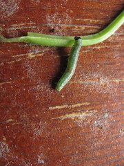 Lepidoptera