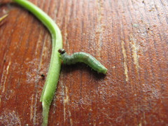 Lepidoptera