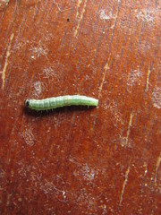 Lepidoptera