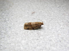 Lepidoptera