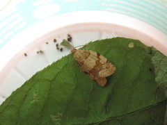 Lepidoptera