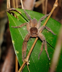 Heteropoda pingtungensis