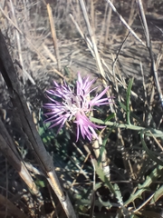 Centaurea aspera stenophylla