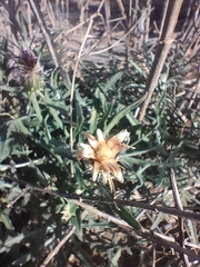 Centaurea aspera stenophylla