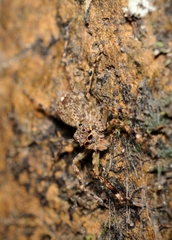 Spartaeus zhangi