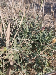 Centaurea aspera stenophylla