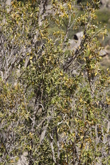 Ficus cordata cordata
