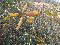 Erythrostemon mexicanus