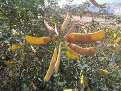 Erythrostemon mexicanus