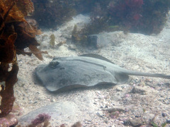 Trygonoptera testacea