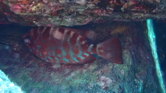 Heteropriacanthus fulgens
