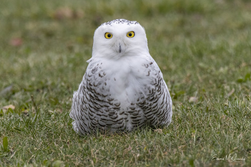 Harfang des neiges, jeune