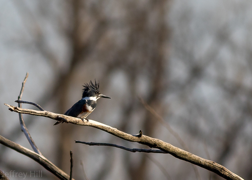 Belted Kingfisher photographed in Nebraska