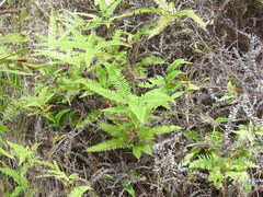 Dicranopteris linearis linearis