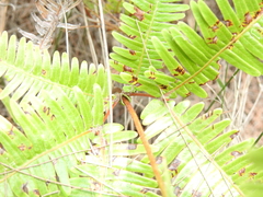 Dicranopteris linearis linearis