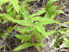 Dicranopteris linearis linearis