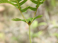 Dicranopteris linearis linearis