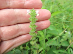Euphrasia hirtella