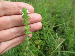 Euphrasia hirtella