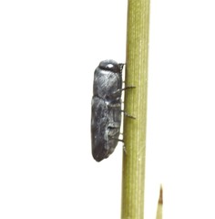 Anilara