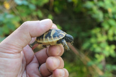 Testudo hermanni
