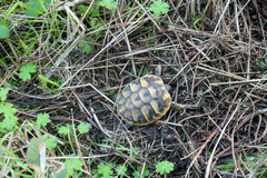 Testudo hermanni