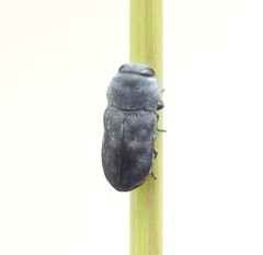 Anilara