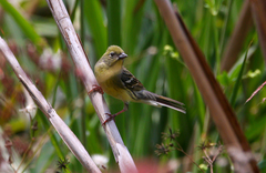 Emberiza sulphurata