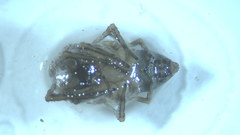 Amaurobius erberi