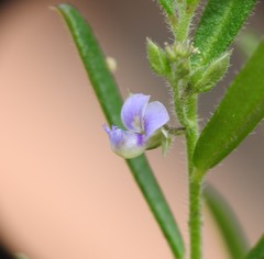 Polygala triflora