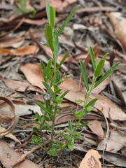 Polygala triflora