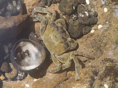 Cyclograpsus granulosus