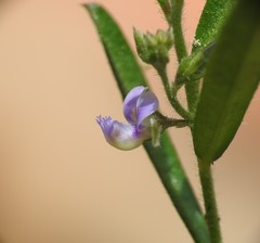 Polygala triflora