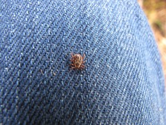 Dermacentor reticulatus