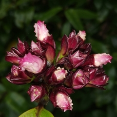 Strophanthus gratus
