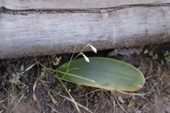 Hesperantha bachmannii