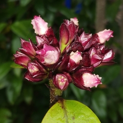 Strophanthus gratus