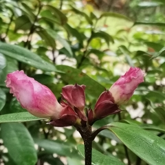 Strophanthus gratus